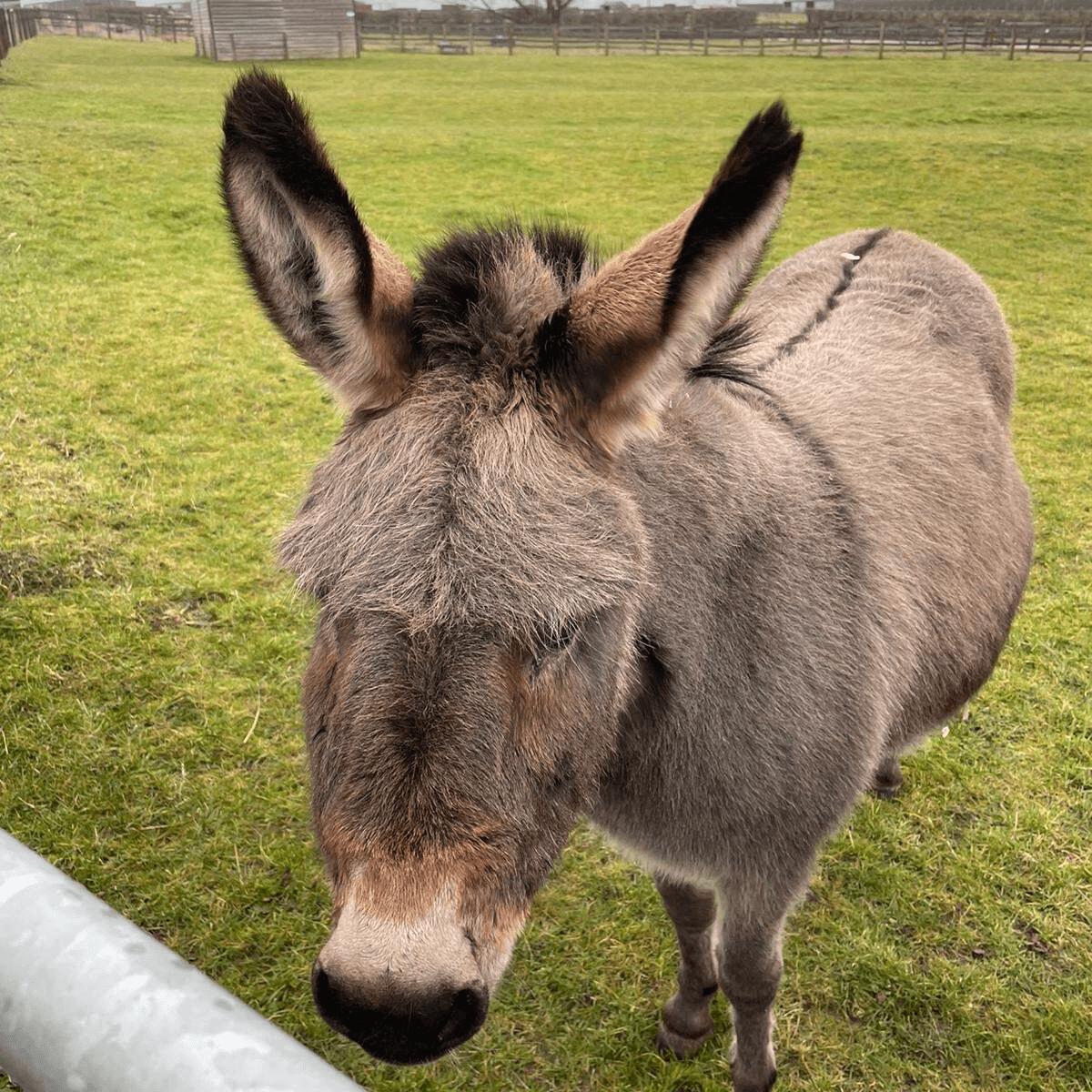 colic in donkeys